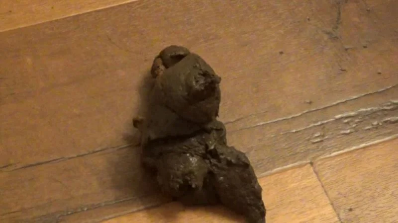 Scatshop.com: (SexyScatForYou aka Katastrophic) - It's Been 48 Hours Since I Last Pooped! This Was HUGE! Schoolgirl Outfit [FullHD 1080p] (350 MB)