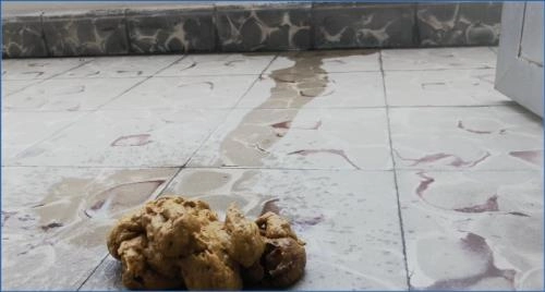 Badkitty en el Balcón: Scat en FullHD 1080p – Scat-Slaves poster