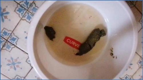 Bitchs meal Femdom, Kaviar – HD 720p / Scatbook – Scat-Slaves poster