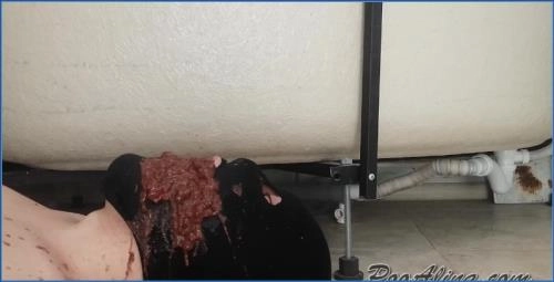 PooAlina Explodes Diarrhea on Her Toilet Slave's Face in messy Scat Porn Clip - scat porn video at Scat-Slaves.net