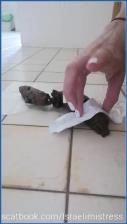 Preparing a meal for u with Mistress Jardena in Israel Scat Pissing - scat porn video at Scat-Slaves.net