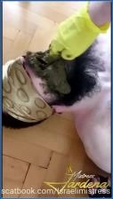 Mistress Jardena serves a scat lunch to her dirty slut in femdom scat porn - related scat video at Scat-Slaves