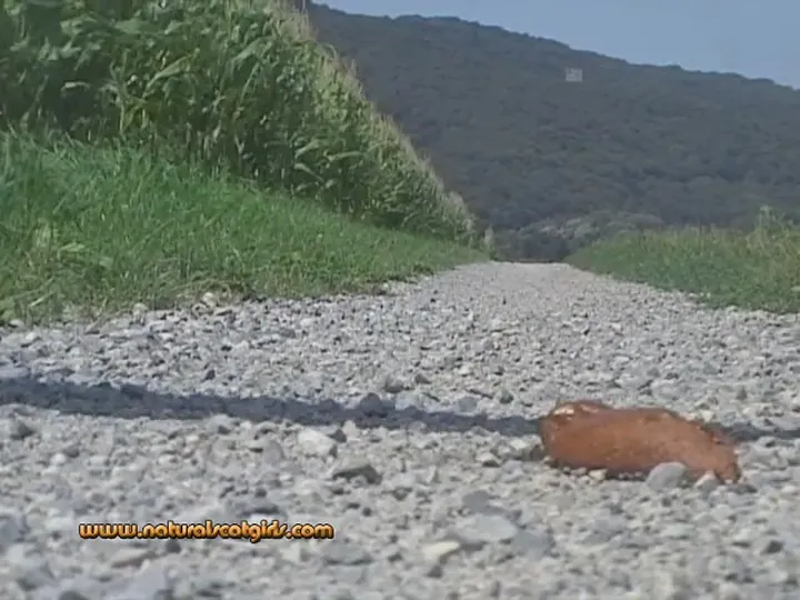 Quick Squat and a Soft Little Load in Natural Scat - Download - scat porn video at Scat-Slaves.net