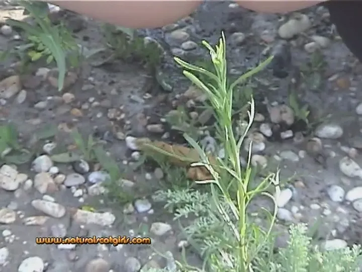 Fresh Brown Pile Tease: Natural Scat Girl Dives Into Warm Kaviar - scat porn video at Scat-Slaves.net